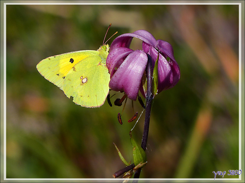Papillon Souci (Colias croceus ou crocea) sur Lis martagon - Varrados - Val d'Aran - Catalogne - Espagne