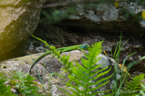 Lezards vert Douch  Mai 2020