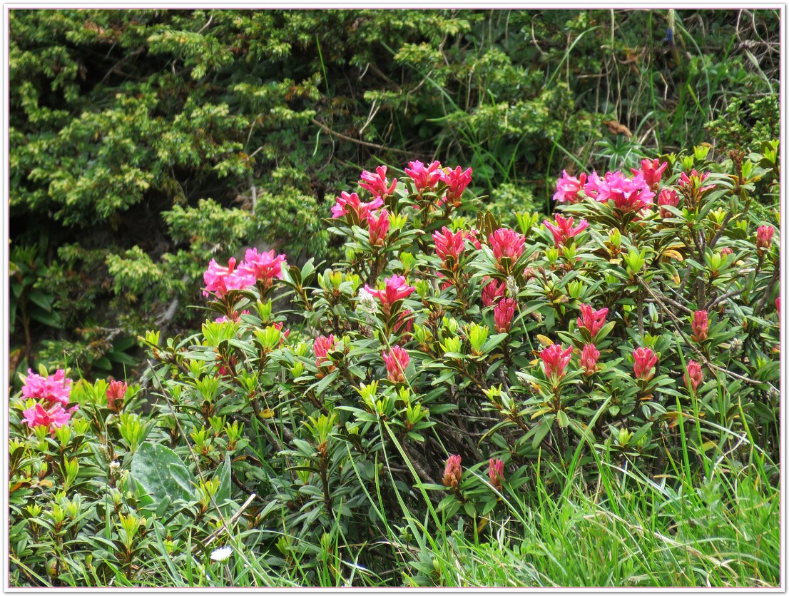 LES  FLEURS  DES  ALPES  SAVOYARDE 2018