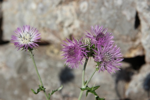 Fleurs de Campanie