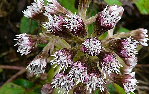 Petasite--08-01-11-003.jpg