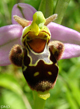 Ophrys scolopax - ophrys bécasse