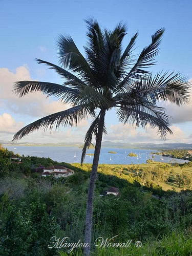 La Martinique : Un peu de tout