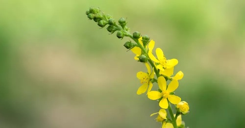 Aigremoine eupatoire (Agrimonia eupatoria) fleurs