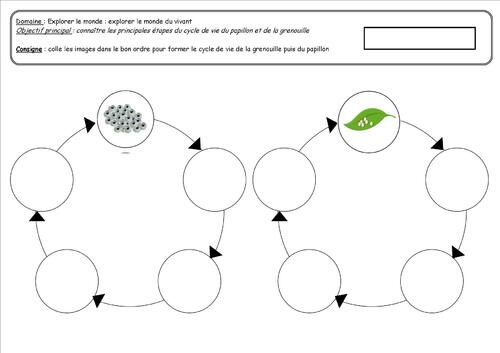 Cycles de vie :  grenouille et papillon