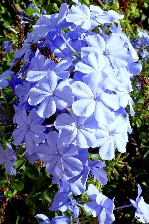 Fleurs bleues du plumbago 