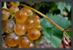 Adieu PANIERS, VENDANGES sont faites