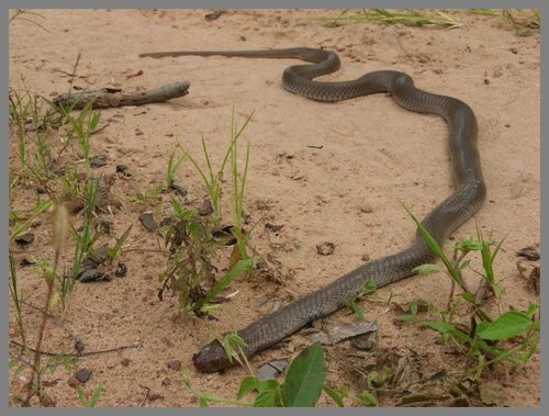 Serpents venimeux de RDC:Naja anchietae