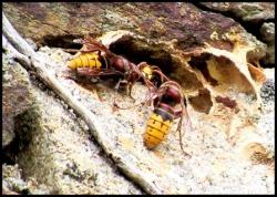 Entrée d'une colonie de frelons