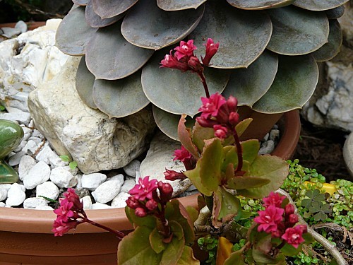 Succulentes-04-05-2010-063.jpg