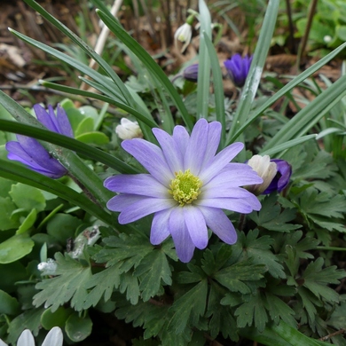 Un petit air de printemps...