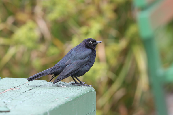 Brewer's Blackbird - San Francisco