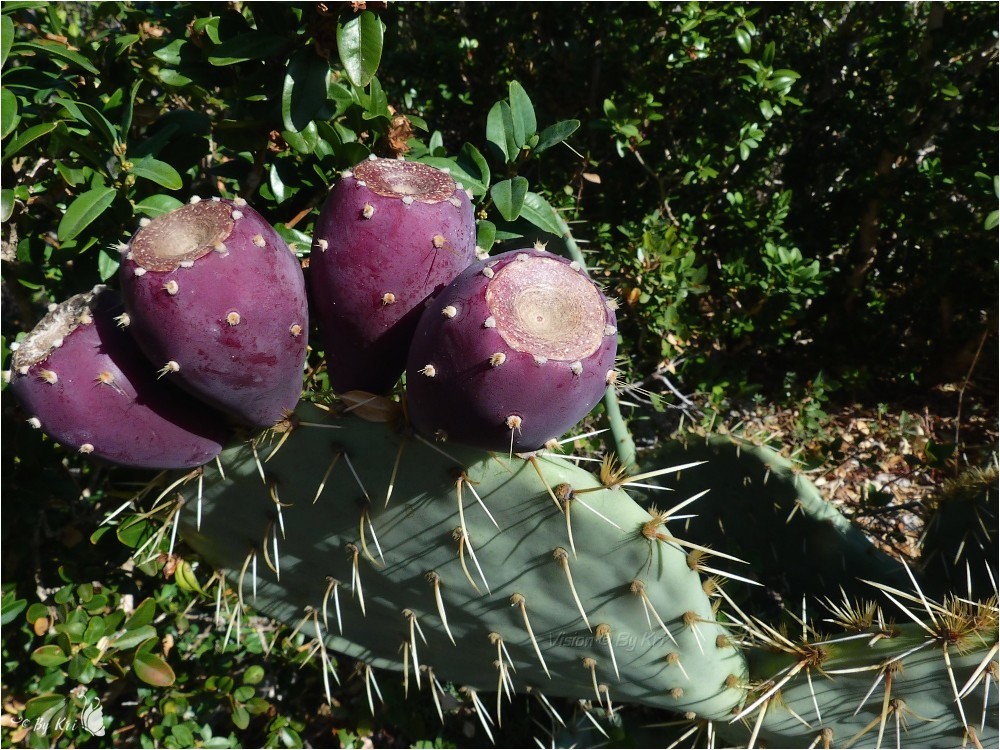 Figuier de Barbarie ( Opuntia ficus indica ) ...