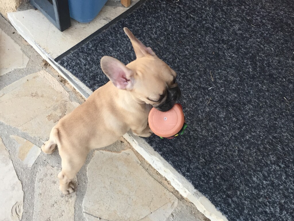 Quelques photos de "Nouba" notre petite bouledogue d'amour !