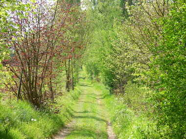 La forêt de Jumièges