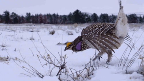 pardonmewhileipanic:
“the-stray-liger:
“ ontarionature:
“ sharp-tailed grouse gif,
Courtesy of rip-roaring-ruffian
”
When your contact lenses fall off and you try to find them
”
on his way to steal your girl
”