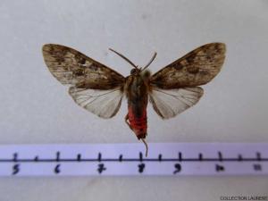 Euceron