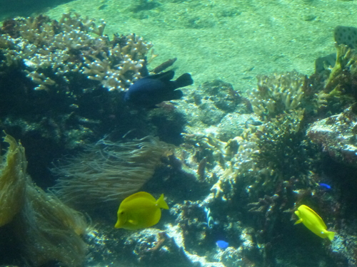 Aquarium Nausicaa - Boulogne sur mer