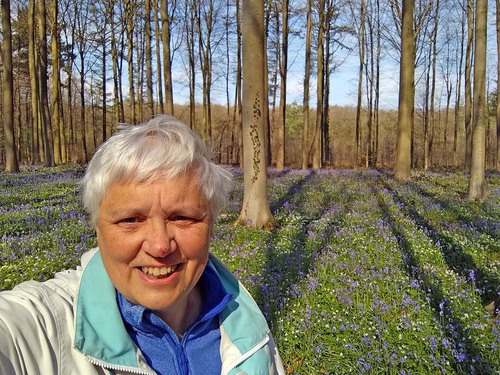 Tapis de jacinthes au bois de Halle