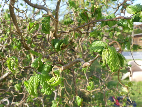 Les plantes, arbustes, fleurs de notre jardin