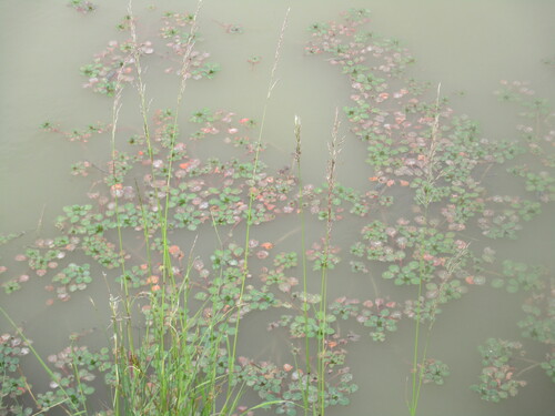 Ballade dans le marais de Soumard