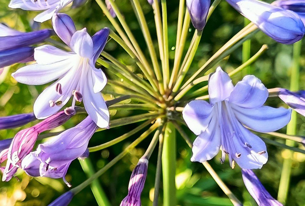 Mes agapanthes bleues - juillet 2024...