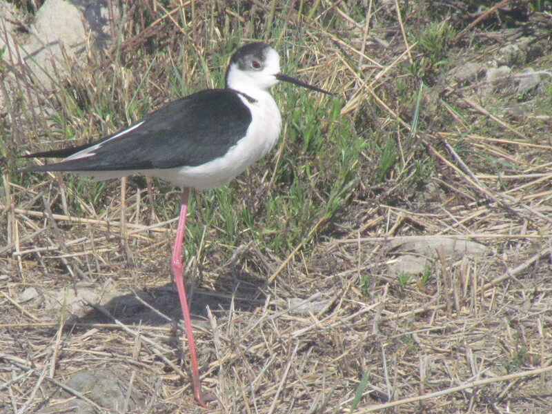 LE PARC ORNITHOLOGIQUE DE PONT DE GAU . SAINTES-MARIE-DE-LA-MER .  Deuxième partie .