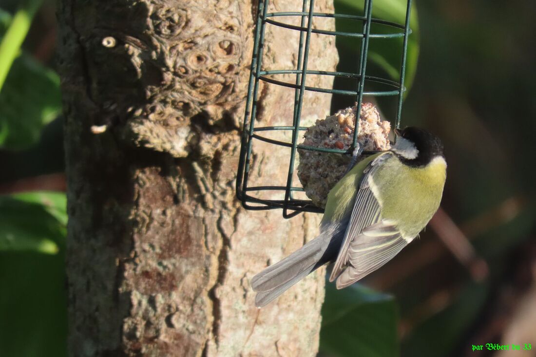 les oiseaux de mon jardin