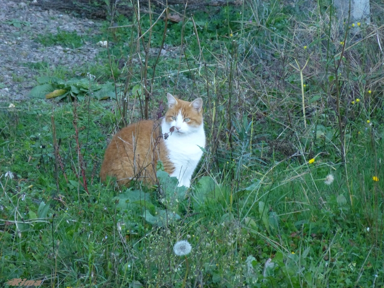 Balade en campagne,