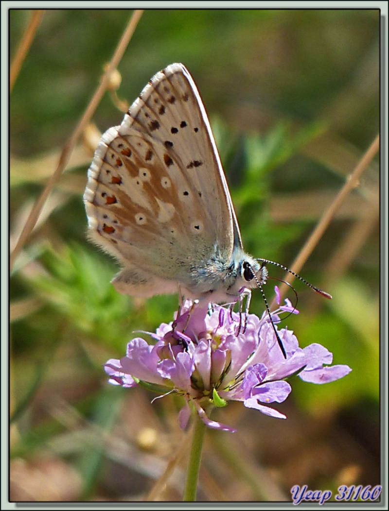 Papillon azuré du genre "lycène" au bord en bordure "de la grande marche" - Gorges de la Carança - Thuès-Entre-Valls - 66