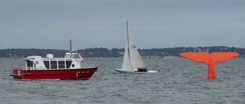 2015 : la queue de la baleine, à Arcachon, est orange...