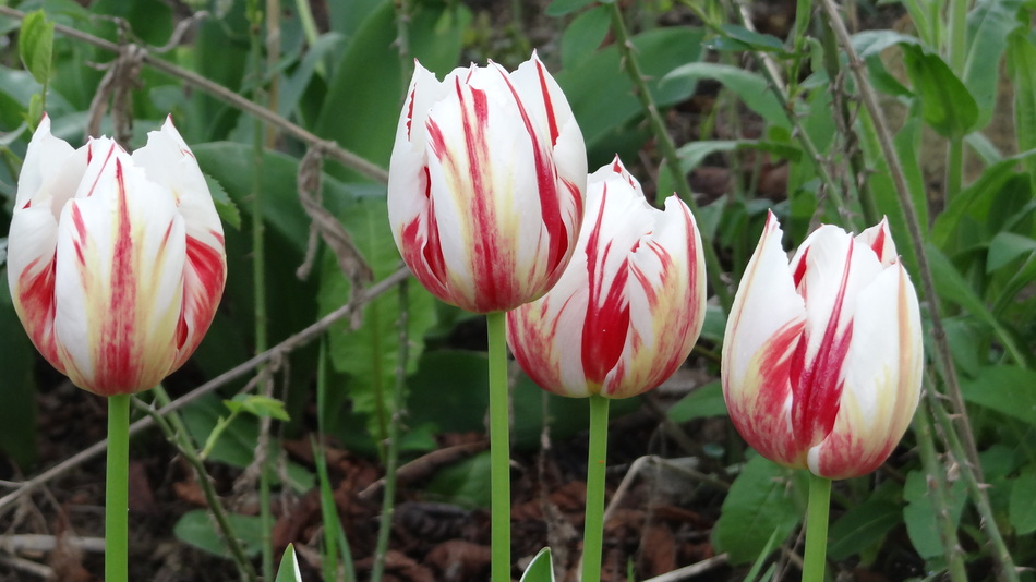 Coup de Coeur du Mois d'Avril 