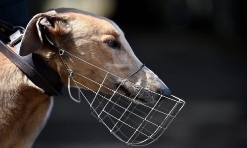 Les greyhounds, les grands oubliés de trop d' amoureux des lévriers en France