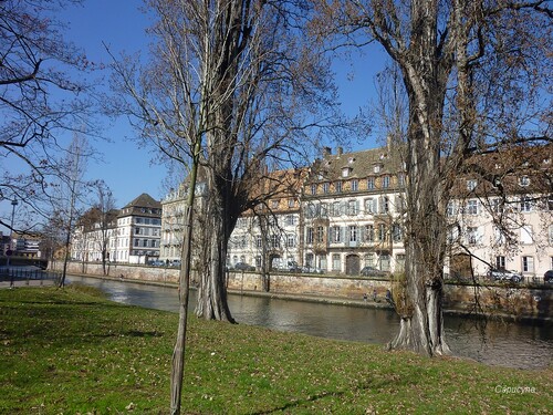 Les cigognes sont de retour à Strasbourg