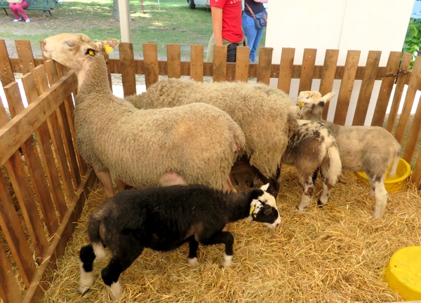 Les bovins, les ovins et les animaux de basse-cour ont été à l'honneur les deux jours des Journées Châtillonnaises 2022