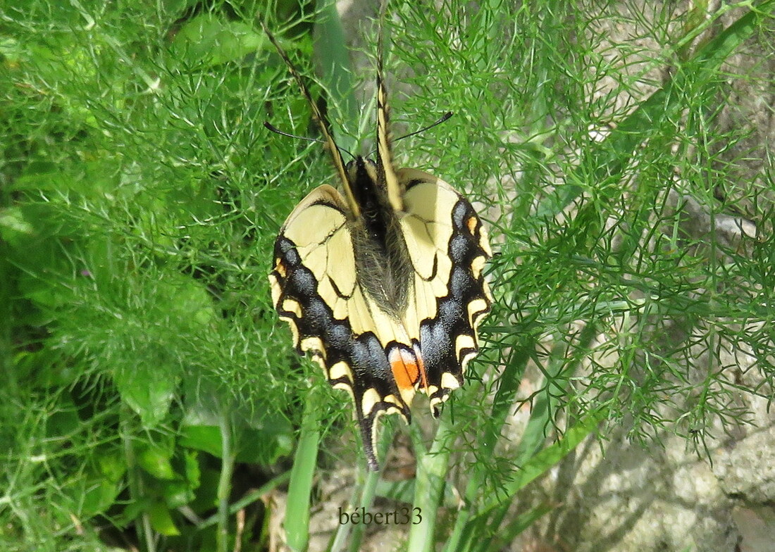 Papillon tigré du Canada