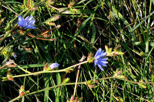 Souvenir de fleur bleue