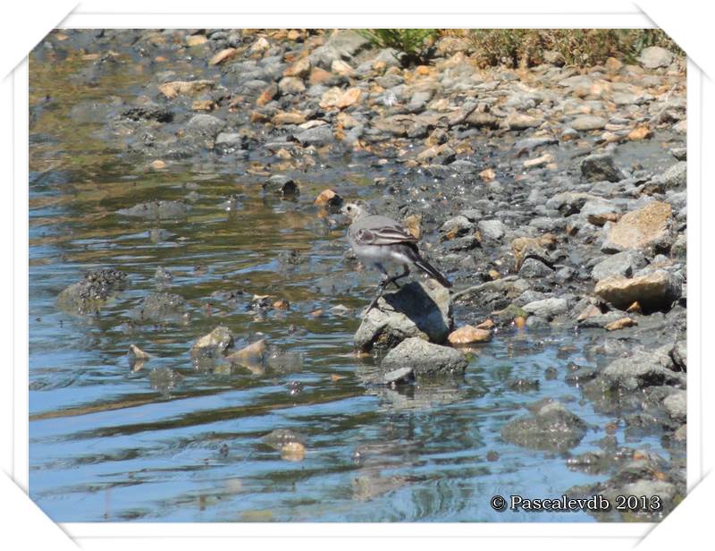 Pause ornithologique estivale au Teich - 6/12