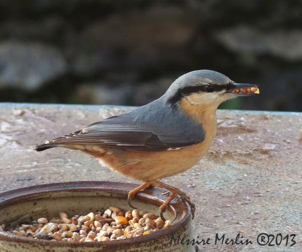 La Sittelle torchepot,  Sitta europaea