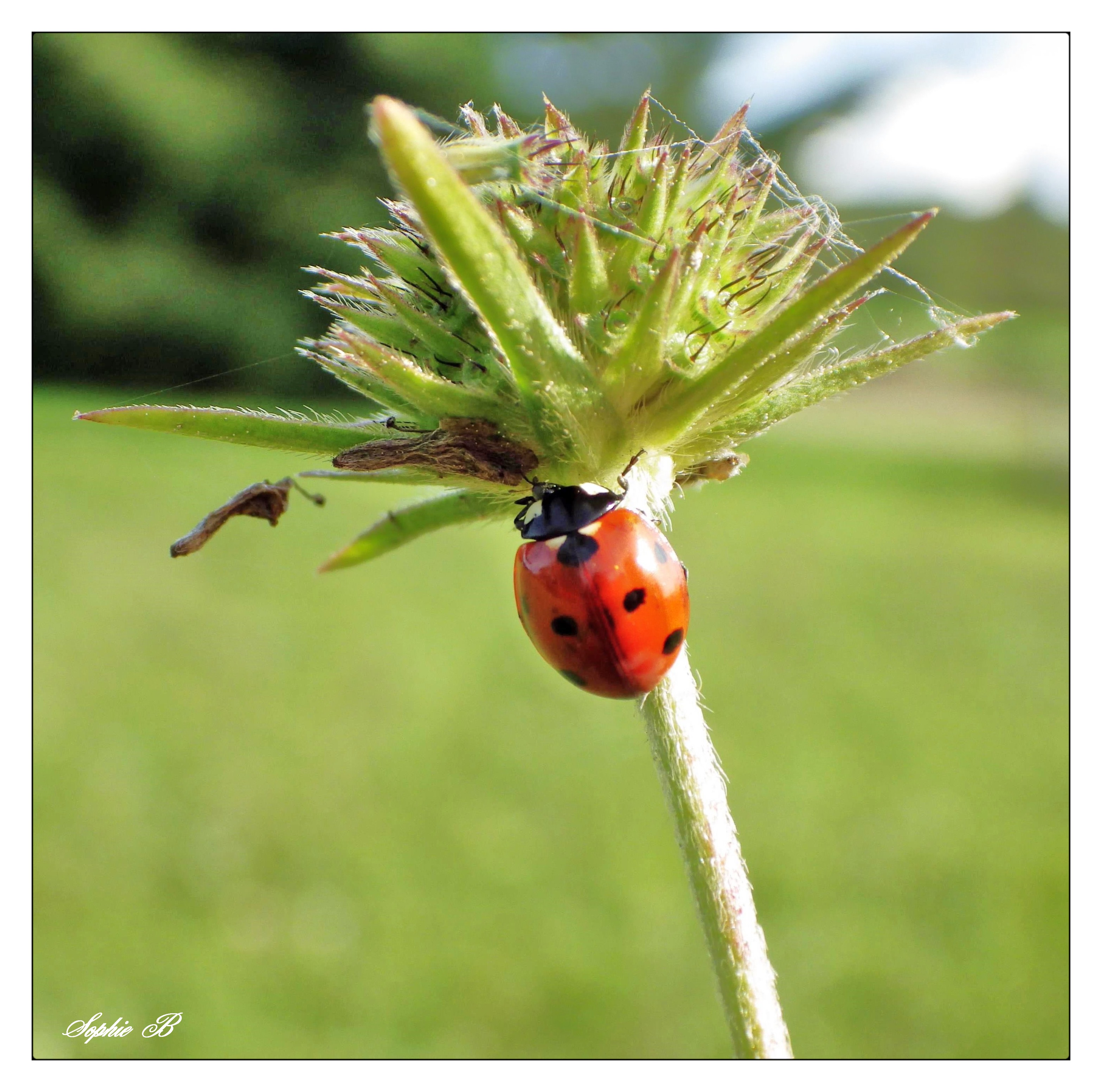 La coccinelle . Les Bonheurs de Sophie