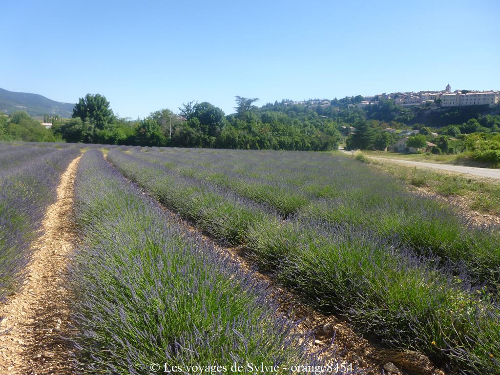 PAYS DE SAULT - LAVANDE JUIN 2020