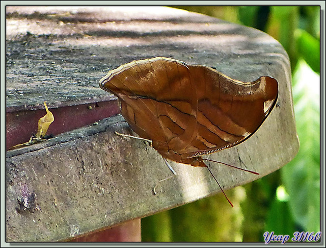 Blog de images-du-pays-des-ours : Images du Pays des Ours (et d'ailleurs ...), Papillon feuille - La Palma - Puerto Jiménez - Costa Rica