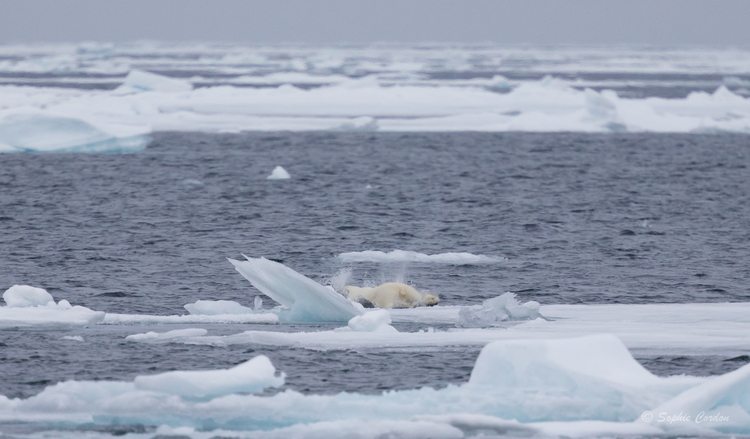 L'ours du 8 août, suite... et fin... si si !