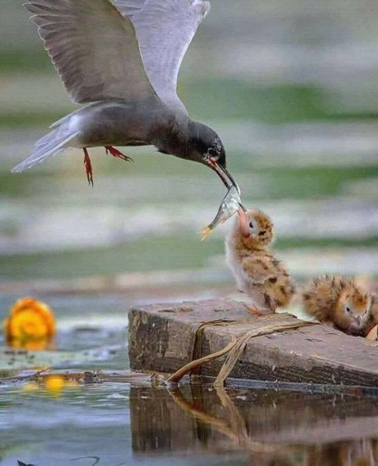 un migrant