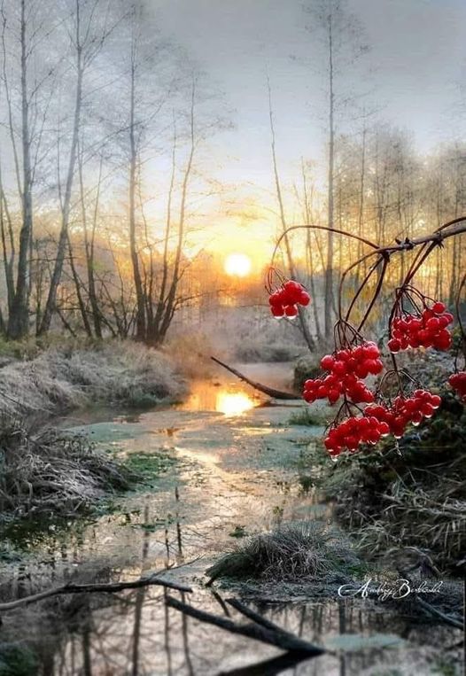 Peut être une image de buisson ardent et nature