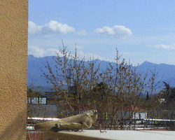 La preuve par la terrasse au printemps...21 Mars 2024...