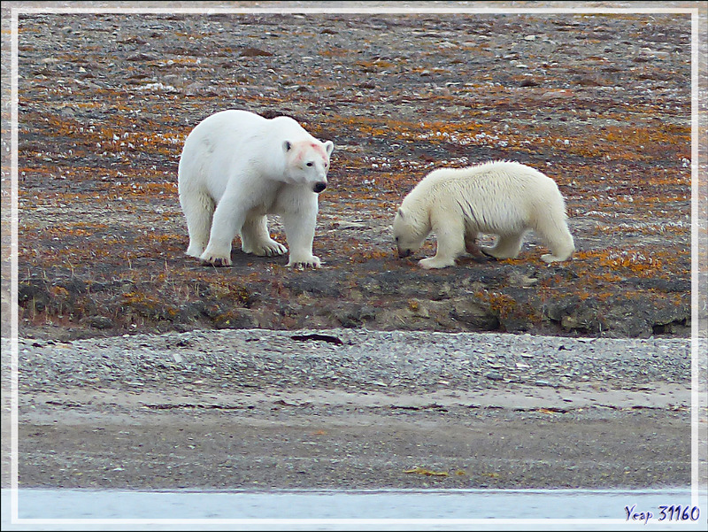 Nos cinquième et sixième ours blancs (Polar bear) de la journée - Guillemard Bay - Prince of Wales Island - Nunavut - Canada