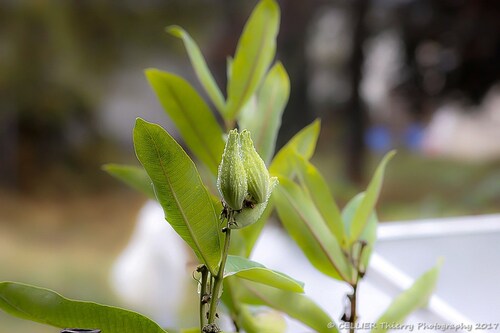 L'herbe à perruches - asclepias syriaca cornuti - saint jean de chevelu (mon jardin) - Savoie