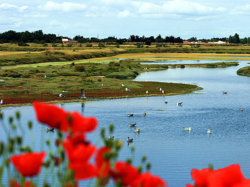 Marais et coquelicots - Les Portes-en-Ré - Ile de Ré - 17