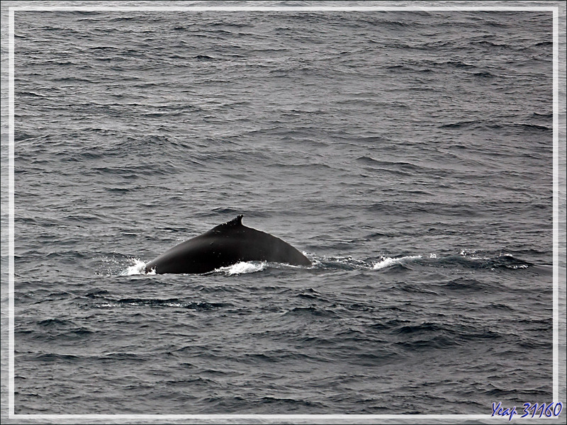 19/02/2022 : le Passage de Drake passé, l'océan s'est calmé. Des baleines sont annoncées. Deux rares baleines bleues puis deux baleines à bosse. Un premier iceberg , au loin, émerge de la brume